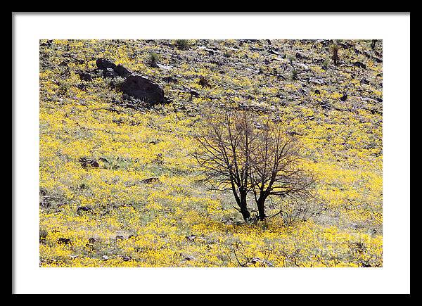 Cloaked in Yellow - Framed Print