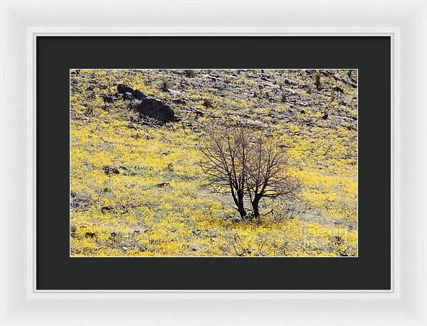 Cloaked in Yellow - Framed Print