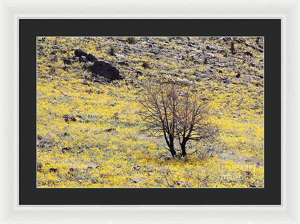 Cloaked in Yellow - Framed Print