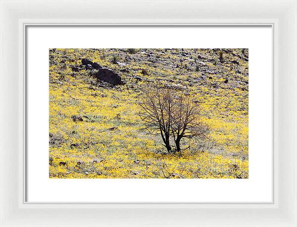 Cloaked in Yellow - Framed Print