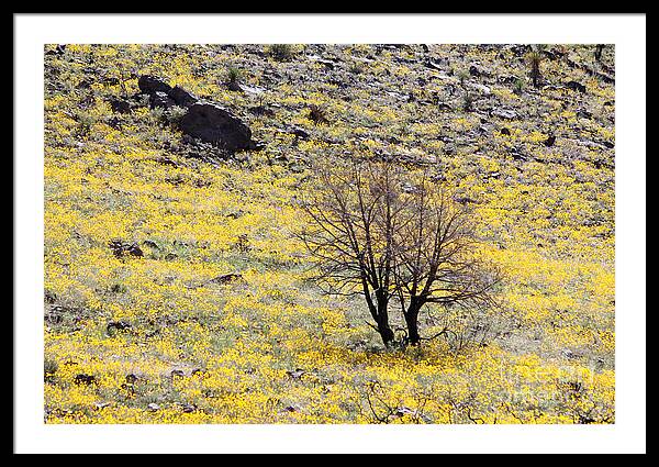 Cloaked in Yellow - Framed Print
