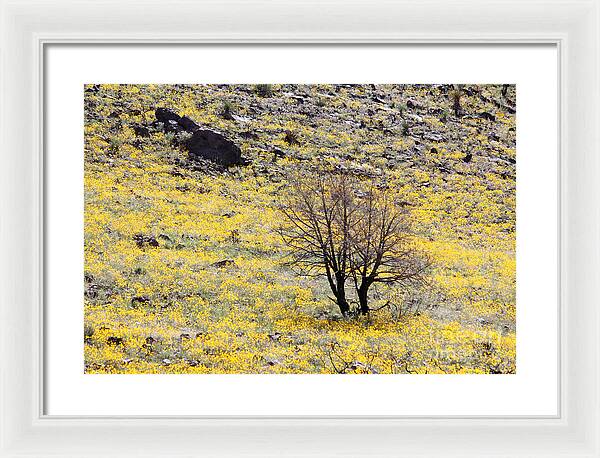 Cloaked in Yellow - Framed Print