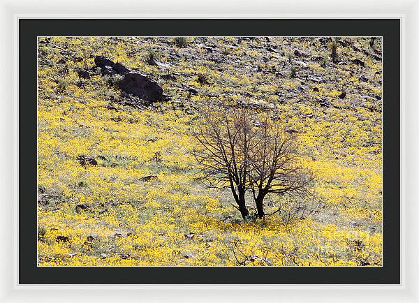 Cloaked in Yellow - Framed Print