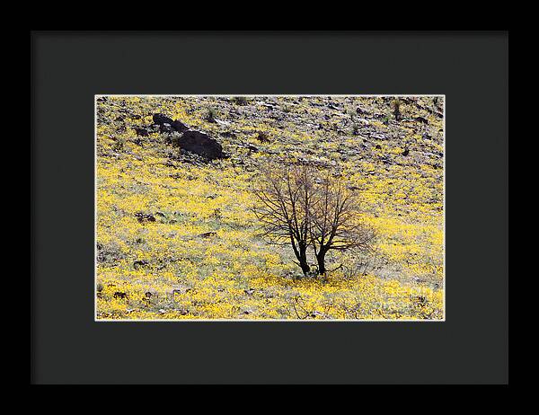 Cloaked in Yellow - Framed Print