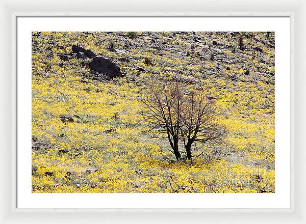 Cloaked in Yellow - Framed Print