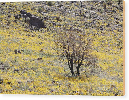 Cloaked in Yellow - Wood Print