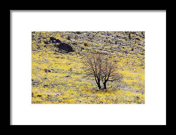 Cloaked in Yellow - Framed Print