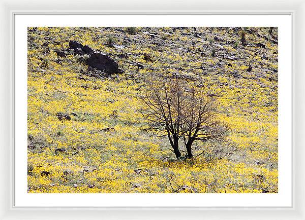 Cloaked in Yellow - Framed Print