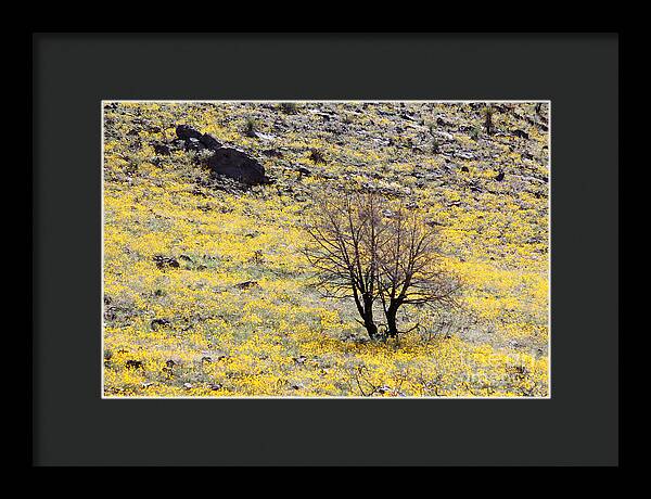 Cloaked in Yellow - Framed Print