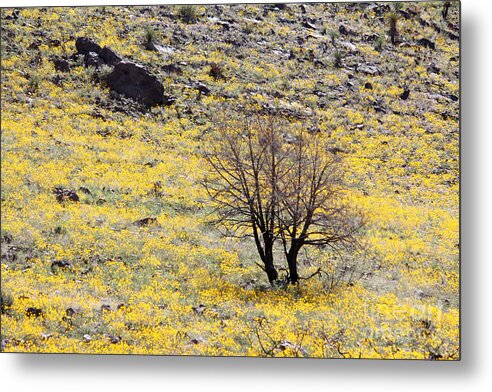 Cloaked in Yellow - Metal Print