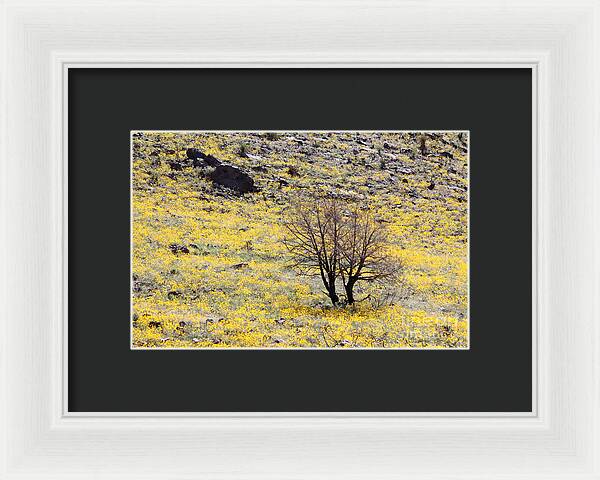 Cloaked in Yellow - Framed Print