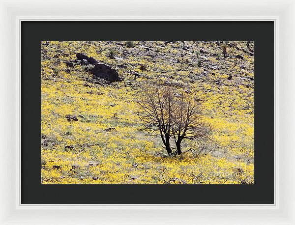 Cloaked in Yellow - Framed Print