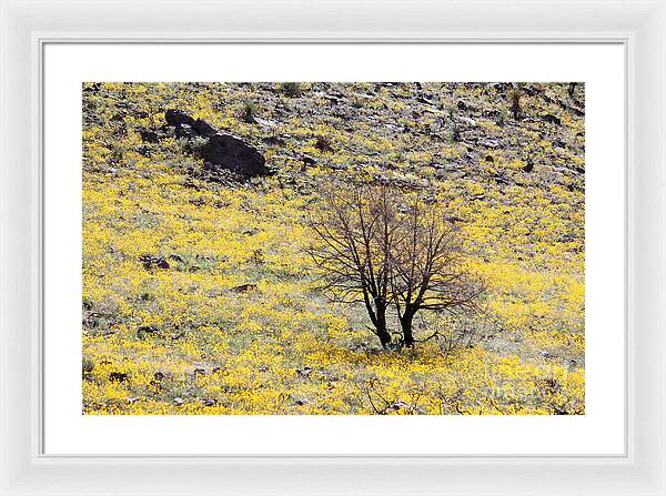 Cloaked in Yellow - Framed Print