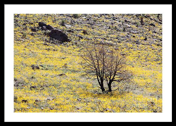 Cloaked in Yellow - Framed Print
