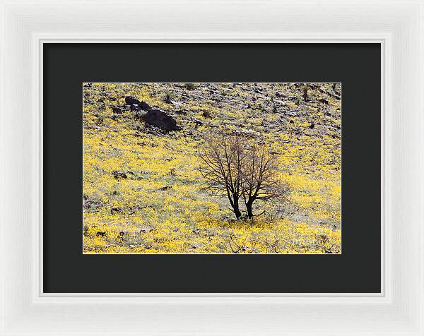 Cloaked in Yellow - Framed Print