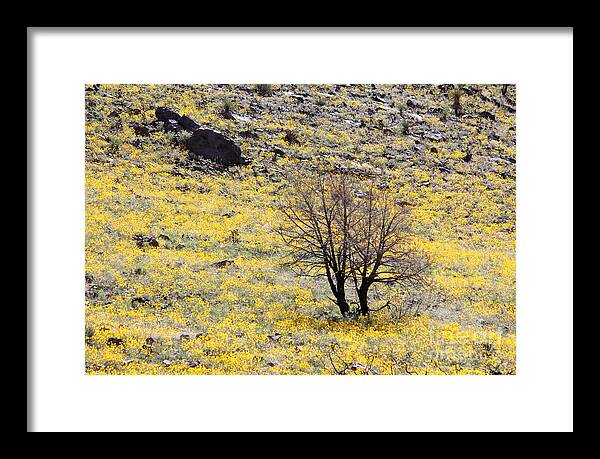 Cloaked in Yellow - Framed Print