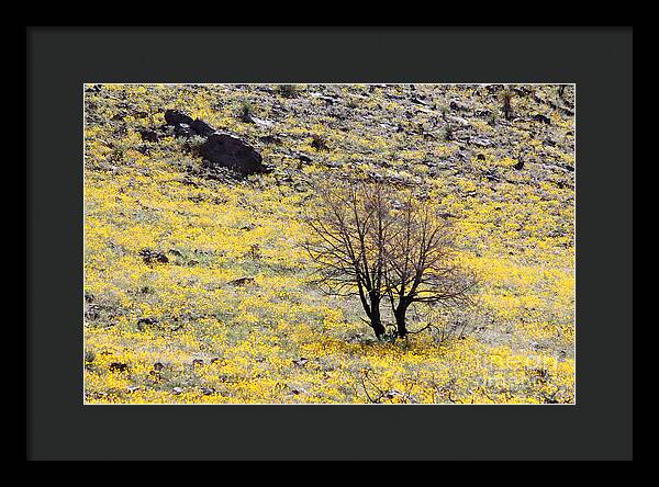 Cloaked in Yellow - Framed Print