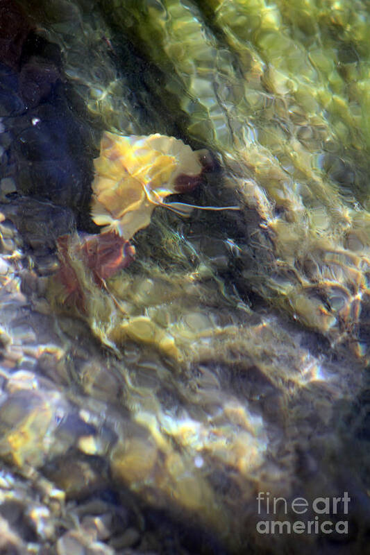 Liquid Leaves 2 - Art Print