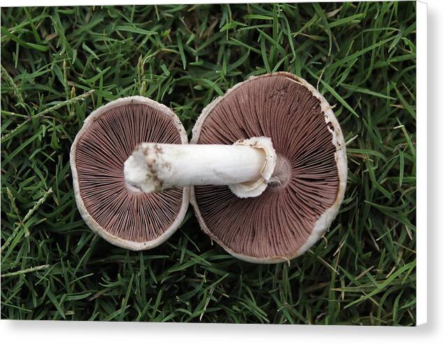 Mushroom Duet - Canvas Print