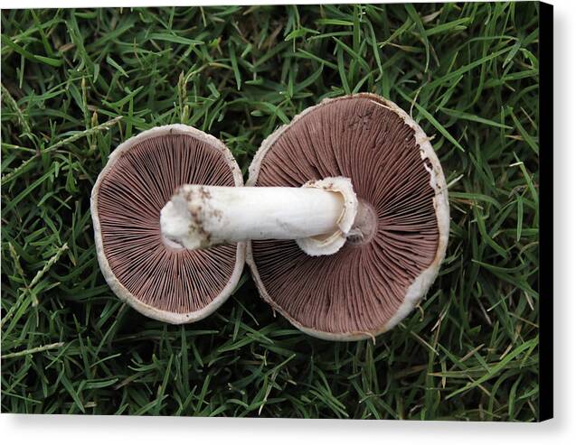 Mushroom Duet - Canvas Print