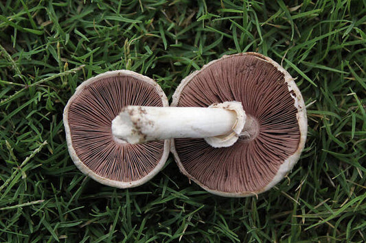 Mushroom Duet - Art Print