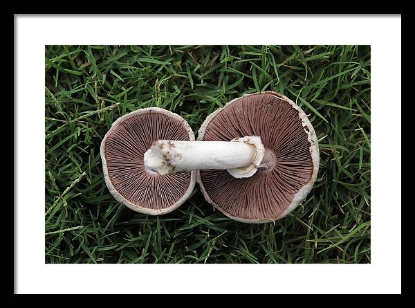 Mushroom Duet - Framed Print