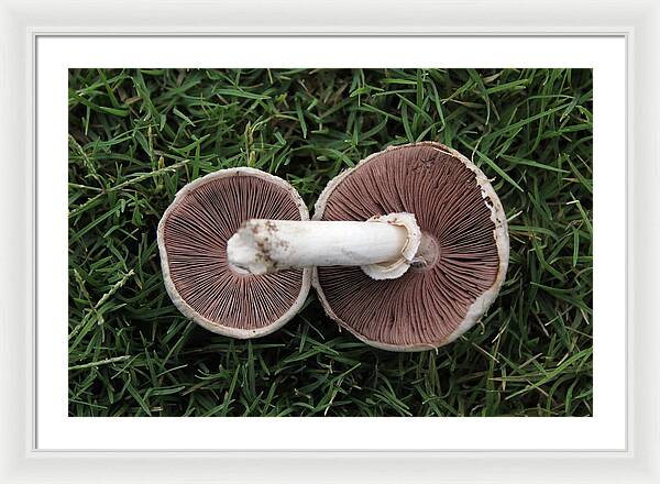 Mushroom Duet - Framed Print