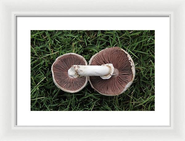 Mushroom Duet - Framed Print