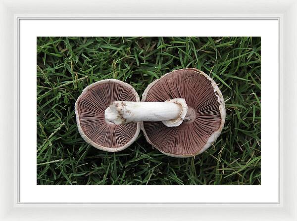 Mushroom Duet - Framed Print