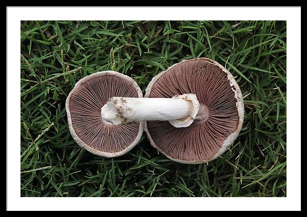Mushroom Duet - Framed Print