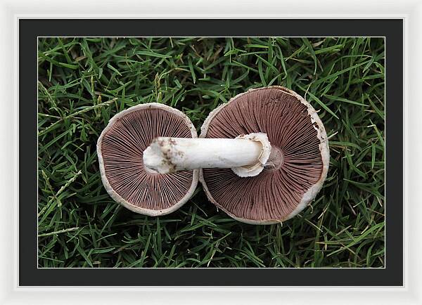 Mushroom Duet - Framed Print