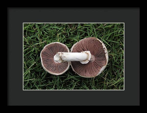 Mushroom Duet - Framed Print