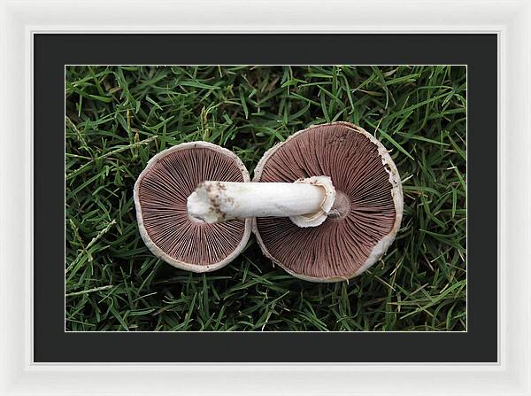 Mushroom Duet - Framed Print
