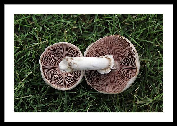Mushroom Duet - Framed Print