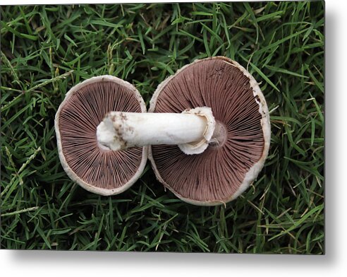 Mushroom Duet - Metal Print