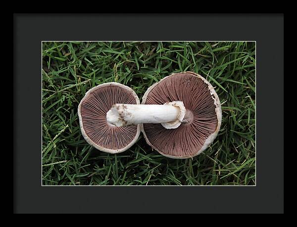 Mushroom Duet - Framed Print