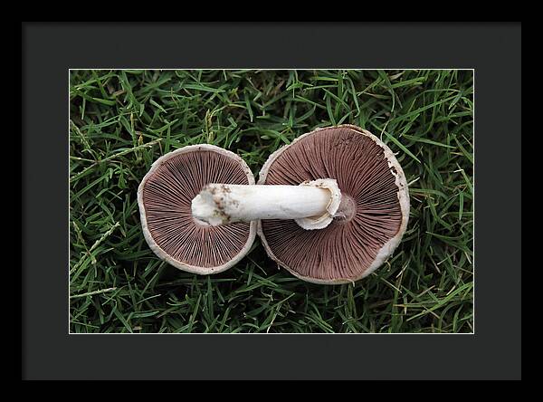Mushroom Duet - Framed Print