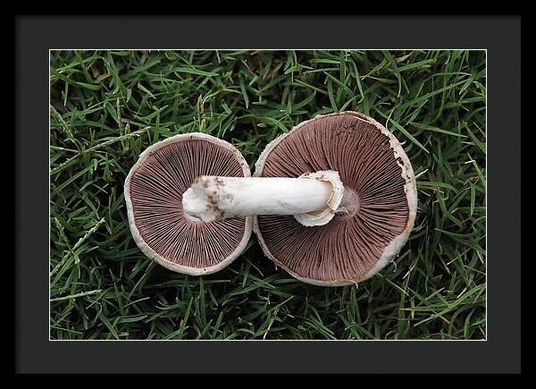 Mushroom Duet - Framed Print