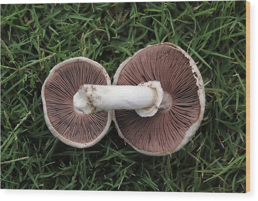 Mushroom Duet - Wood Print