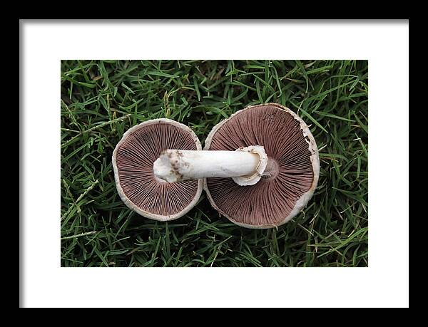 Mushroom Duet - Framed Print