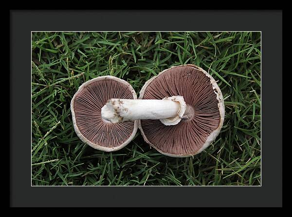 Mushroom Duet - Framed Print