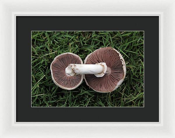 Mushroom Duet - Framed Print