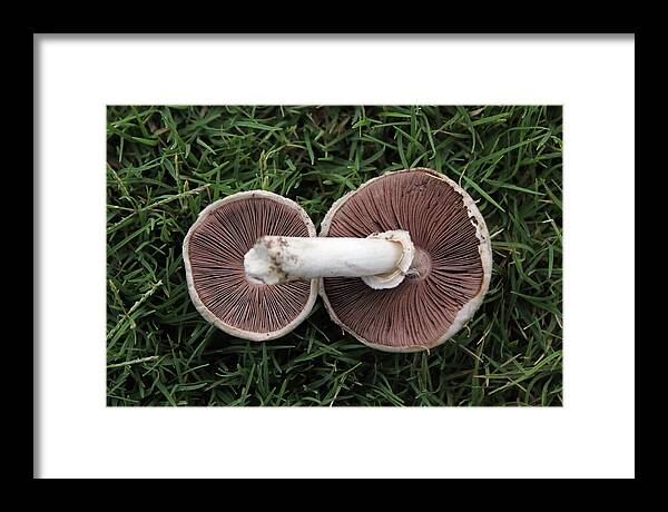 Mushroom Duet - Framed Print