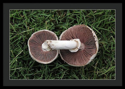 Mushroom Duet - Framed Print
