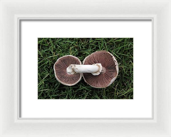 Mushroom Duet - Framed Print