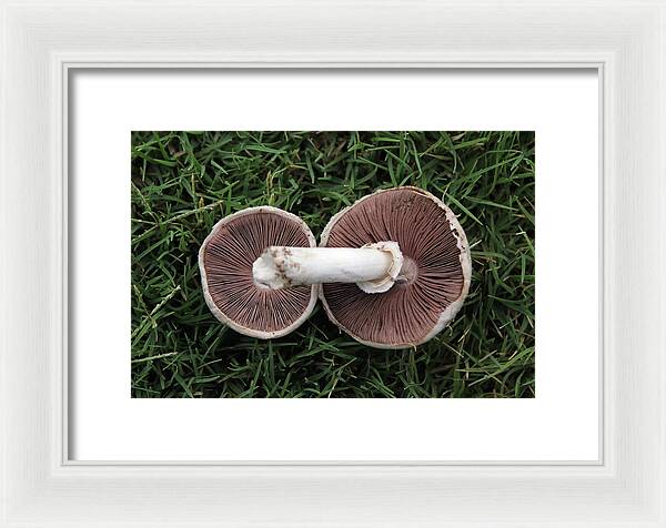 Mushroom Duet - Framed Print