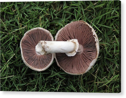 Mushroom Duet - Acrylic Print