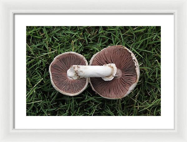 Mushroom Duet - Framed Print