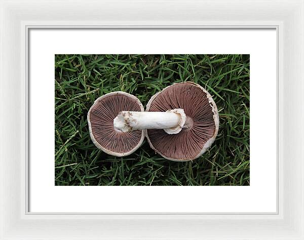 Mushroom Duet - Framed Print