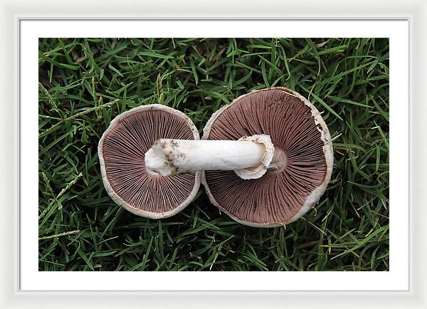Mushroom Duet - Framed Print